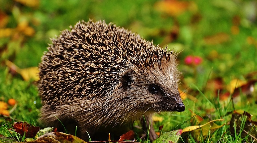 Egel_Foto.jpg